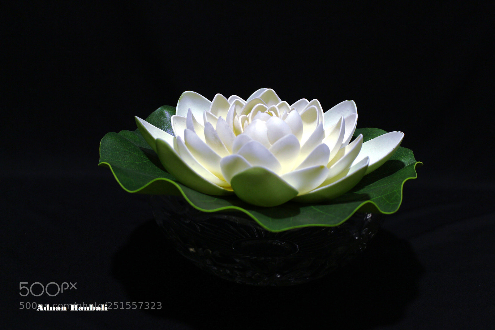 Canon EOS 700D (EOS Rebel T5i / EOS Kiss X7i) sample photo. White flower photography