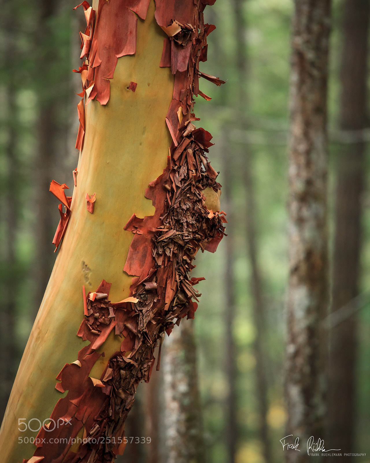 Canon EOS 5D Mark II sample photo. A close-up shot of photography
