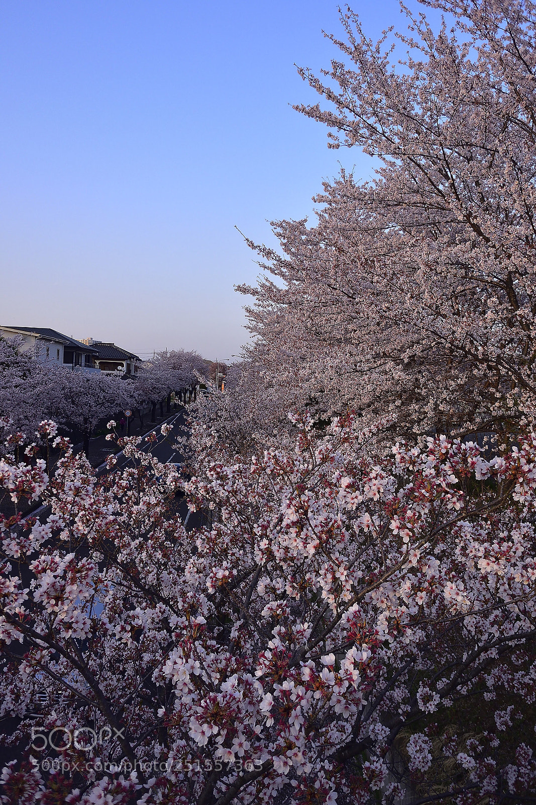 Nikon 1 J5 sample photo. The climax of cherry photography