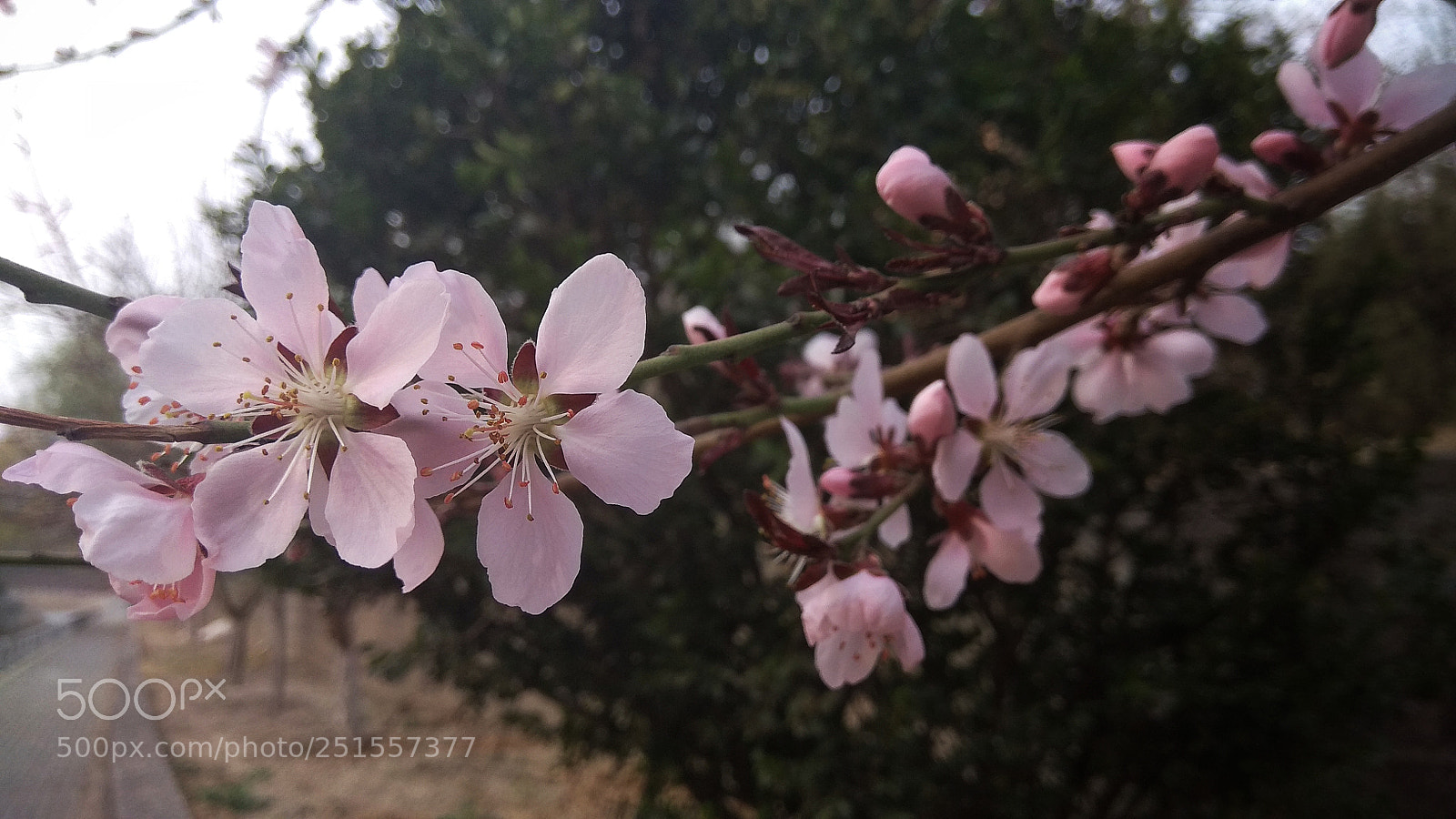 Xiaomi Redmi Note 4X sample photo. 怒放 photography