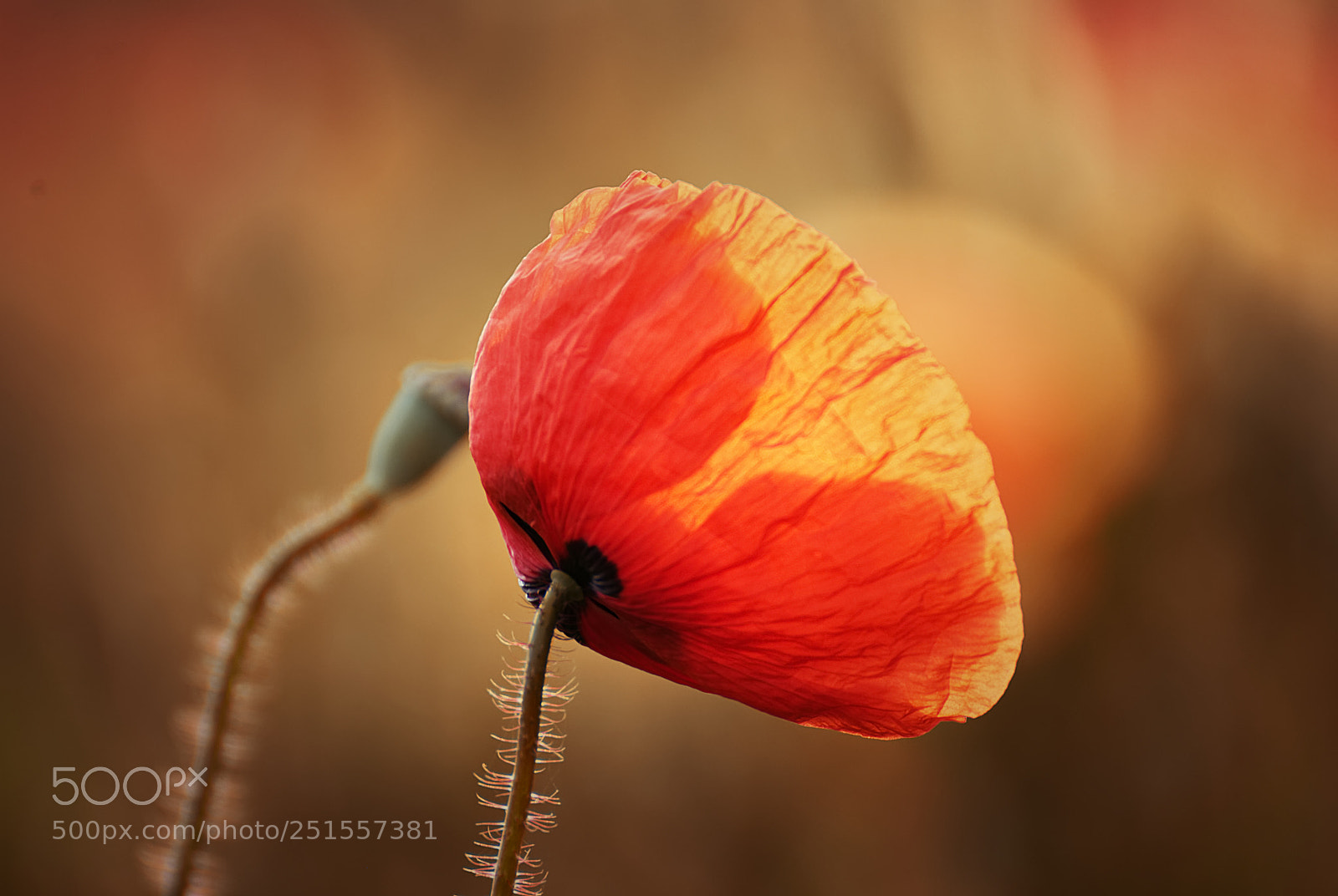 Nikon D3000 sample photo. Poppie field photography