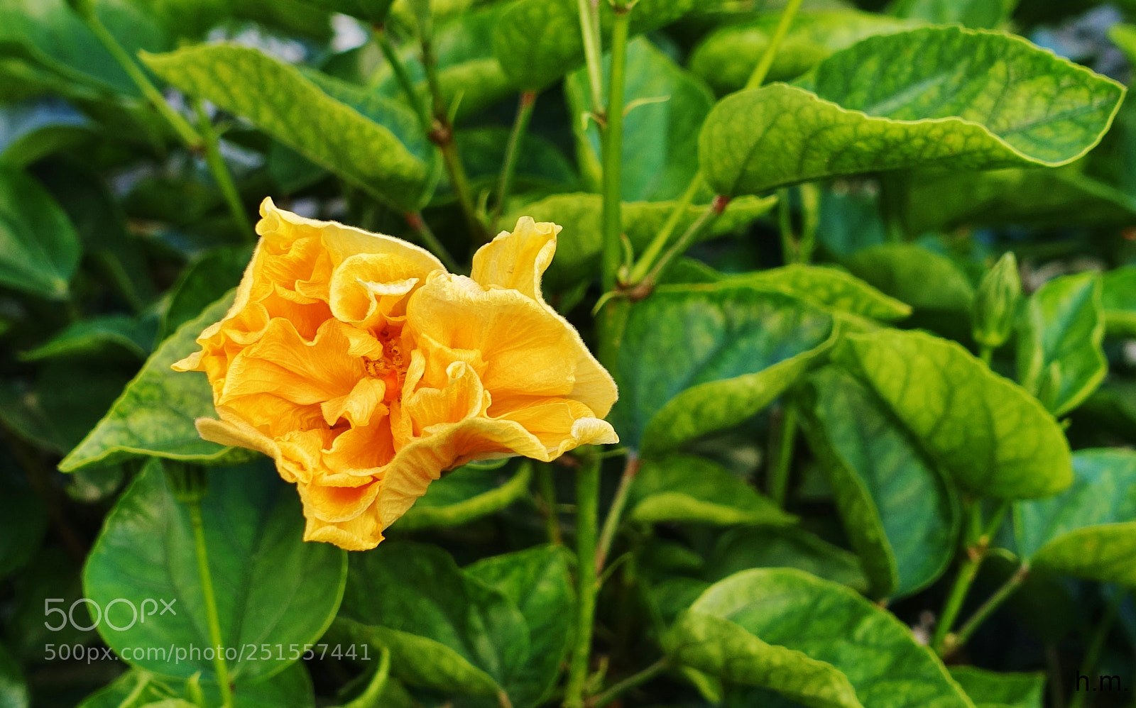 Sony Cyber-shot DSC-RX100 III sample photo. Ae o photography