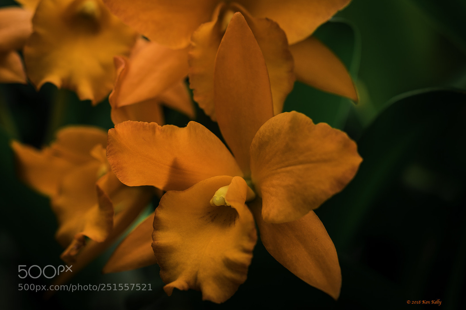 Canon EOS 7D Mark II sample photo. Orange orchid photography