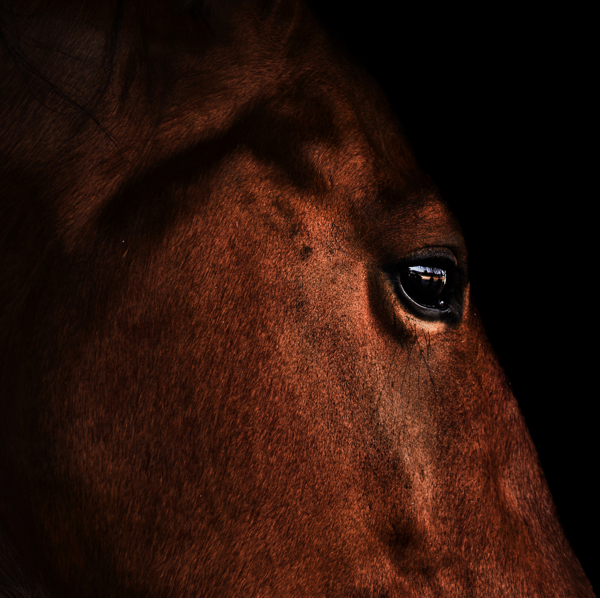 Nikon D5600 sample photo. The eye of a survivor photography