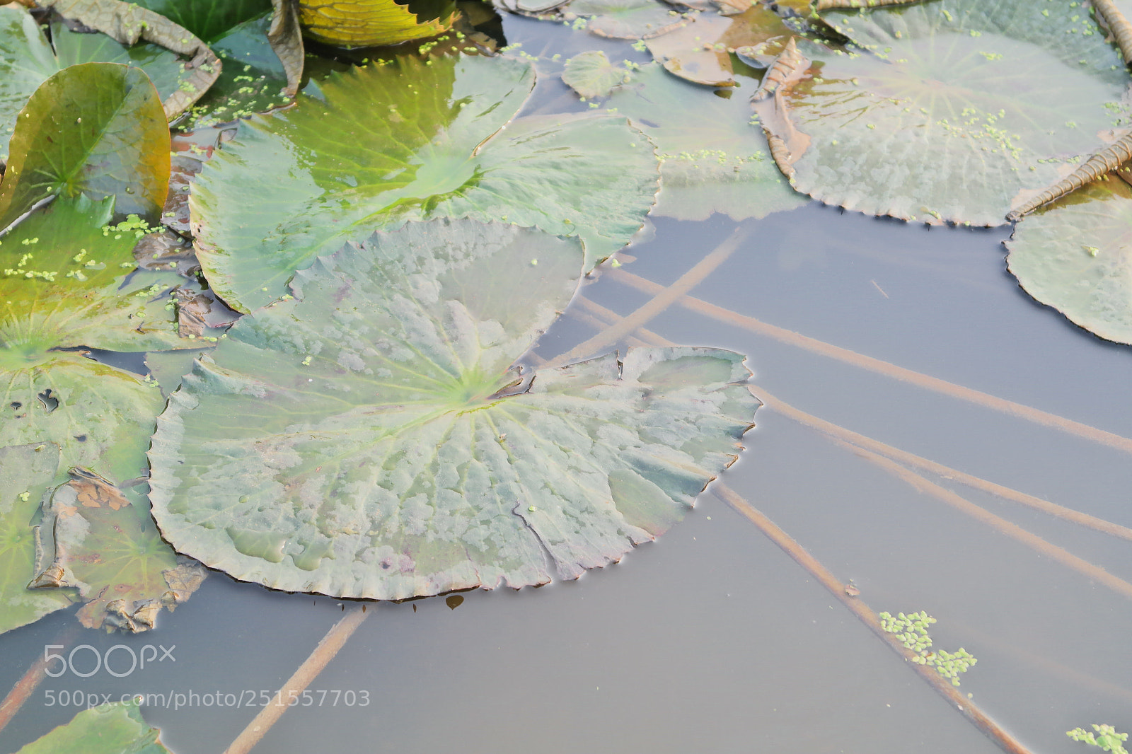 Samsung NX2000 sample photo. Its time to bloom photography