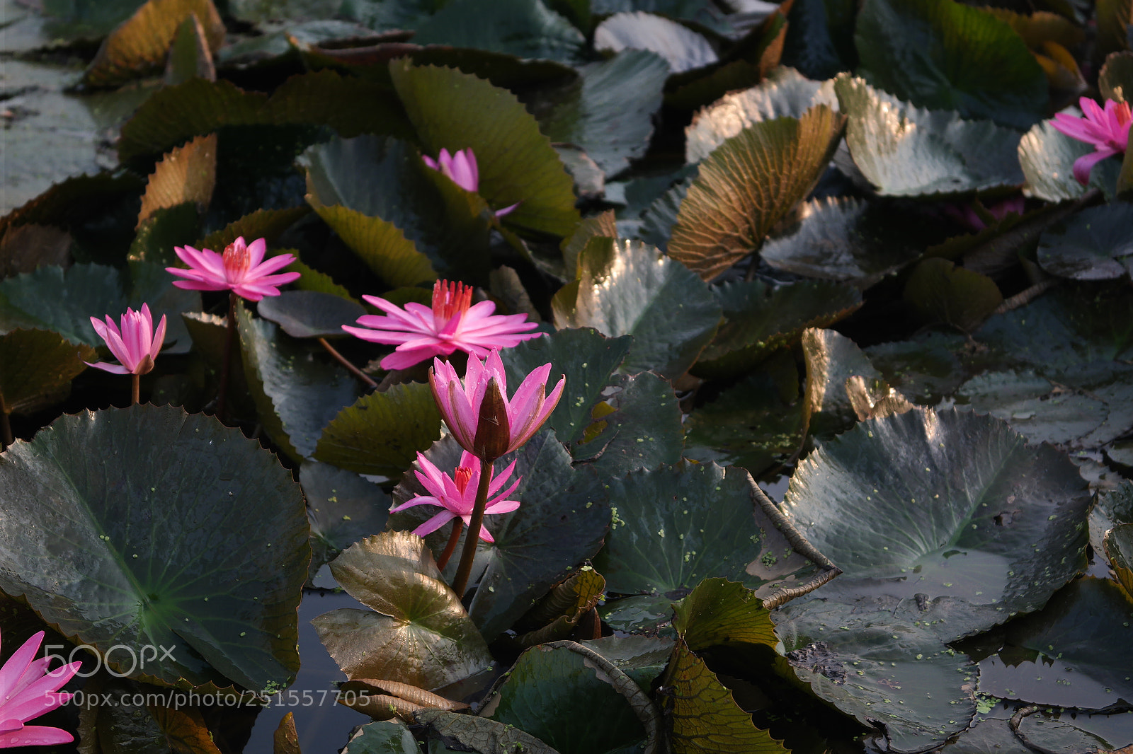 Samsung NX2000 sample photo. Its time to bloom photography