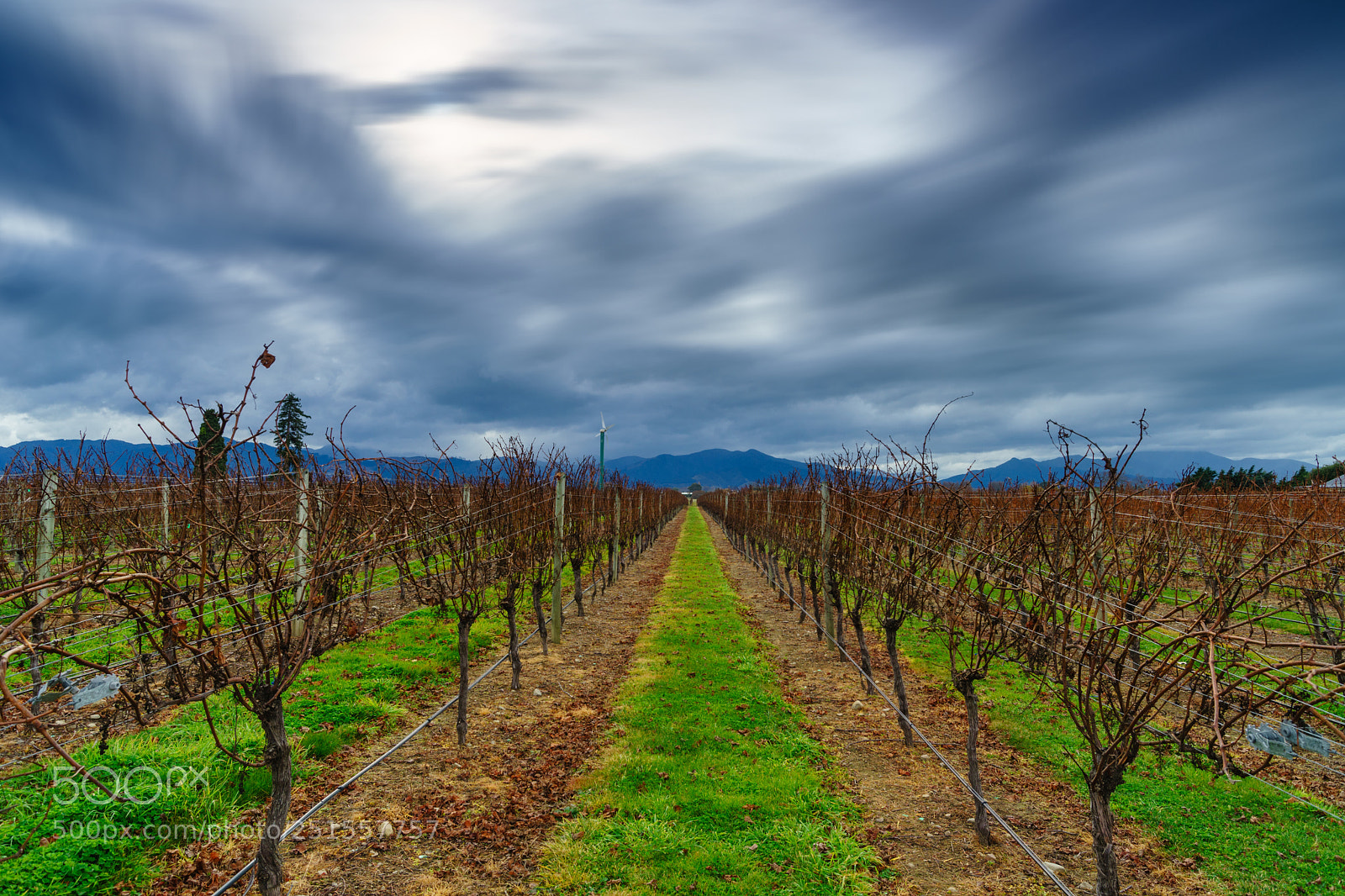 Sony a99 II sample photo. Vineyard photography