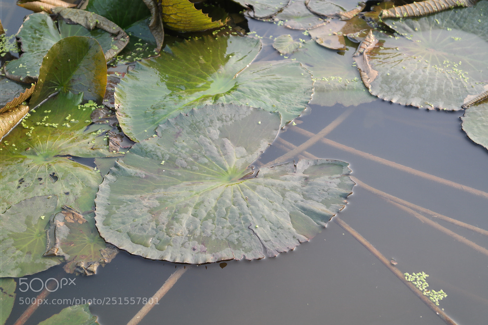 Samsung NX2000 sample photo. Its time to bloom photography