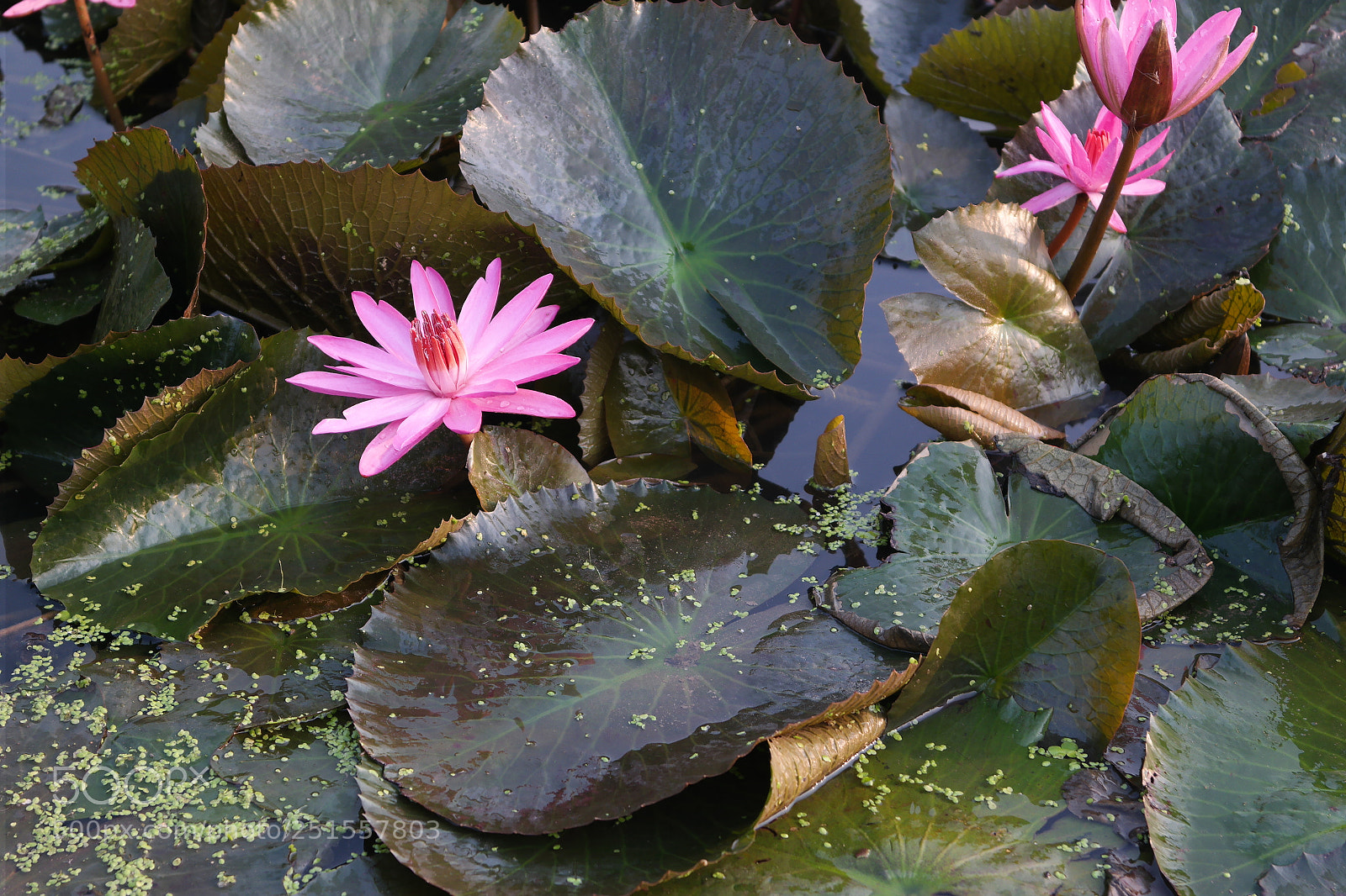 Samsung NX2000 sample photo. Its time to bloom photography