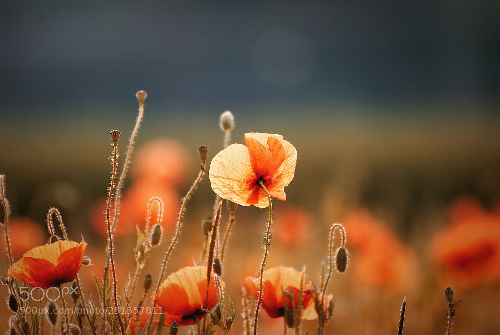 Nikon D3000 sample photo. Poppie field photography
