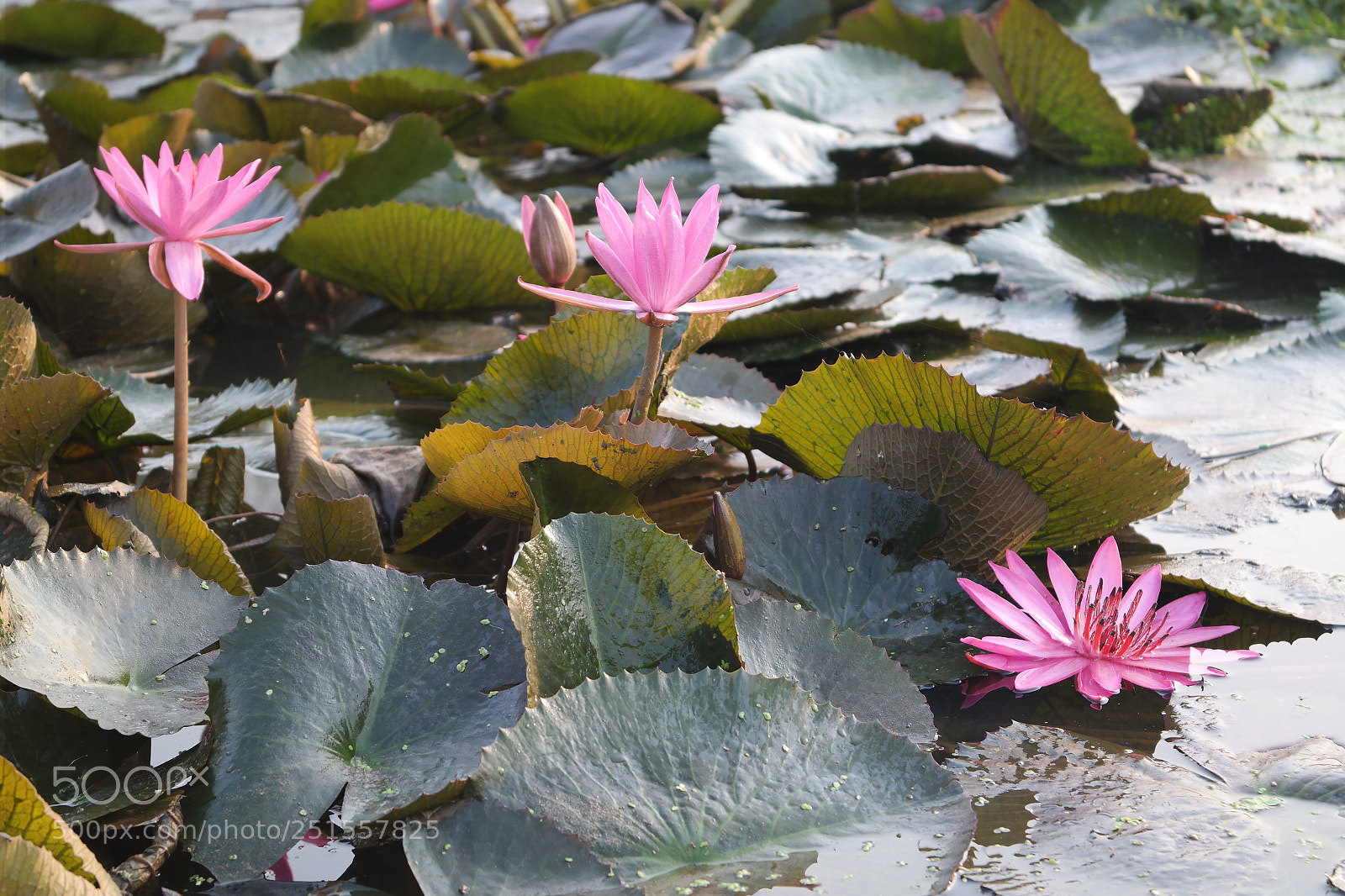 Samsung NX2000 sample photo. Its time to bloom photography