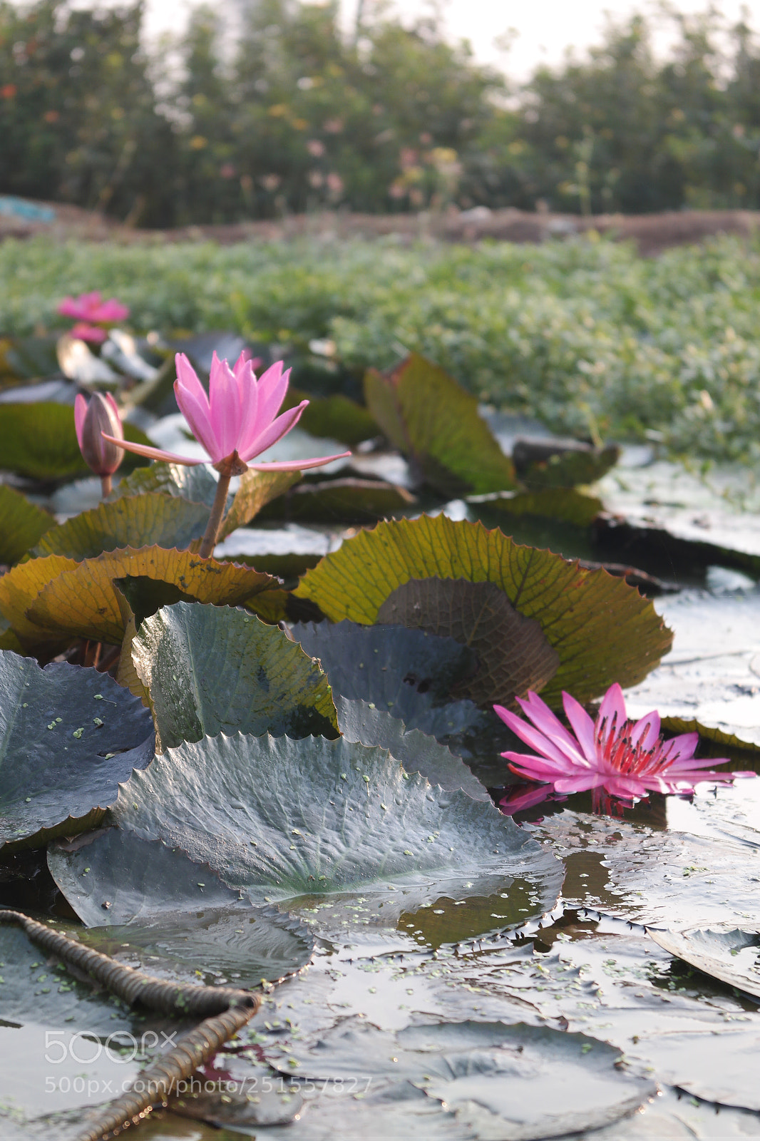 Samsung NX2000 sample photo. Its time to bloom photography