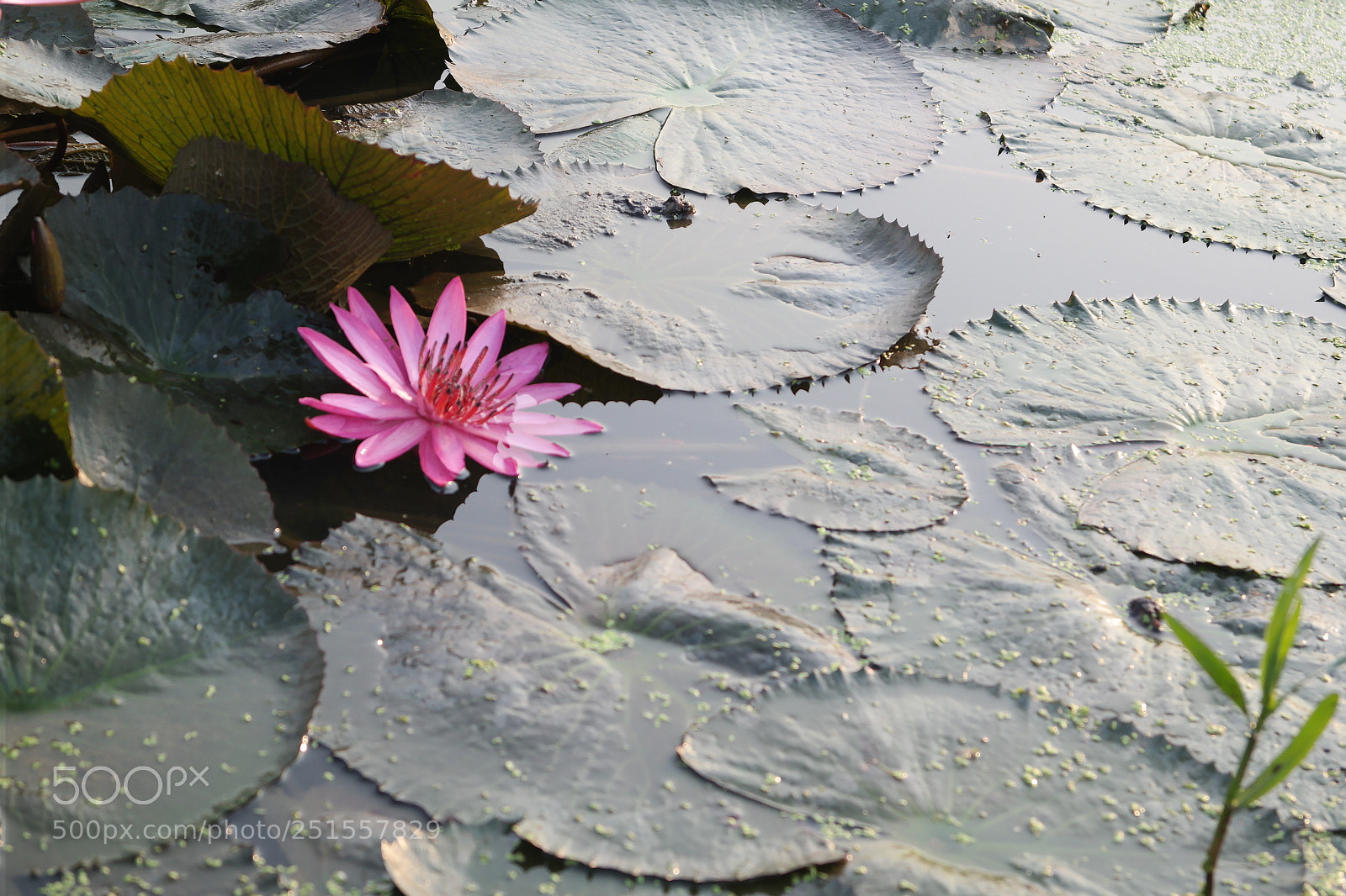 Samsung NX2000 sample photo. Its time to bloom photography