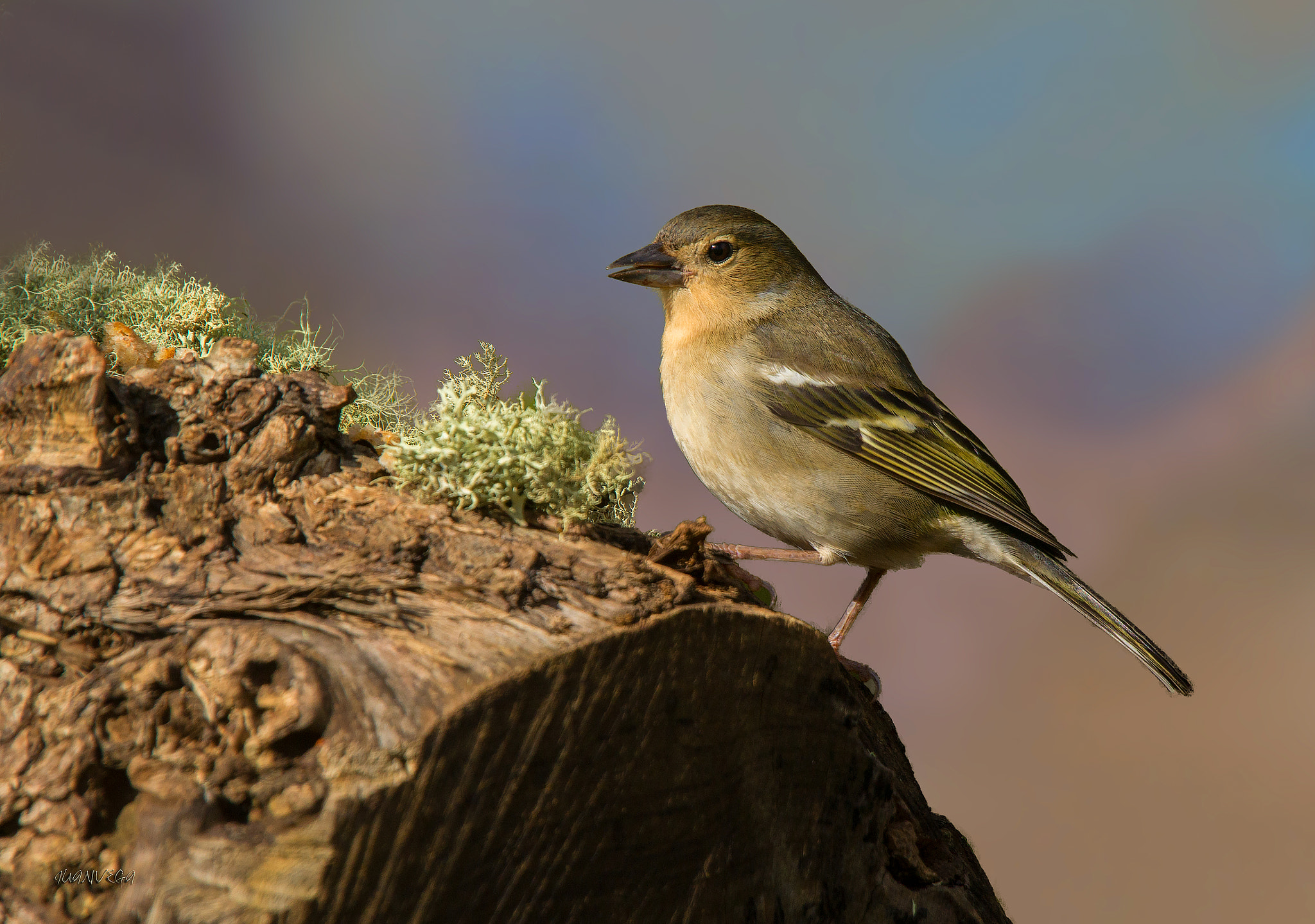 Sony SLT-A35 sample photo. Pinzon ♀ photography