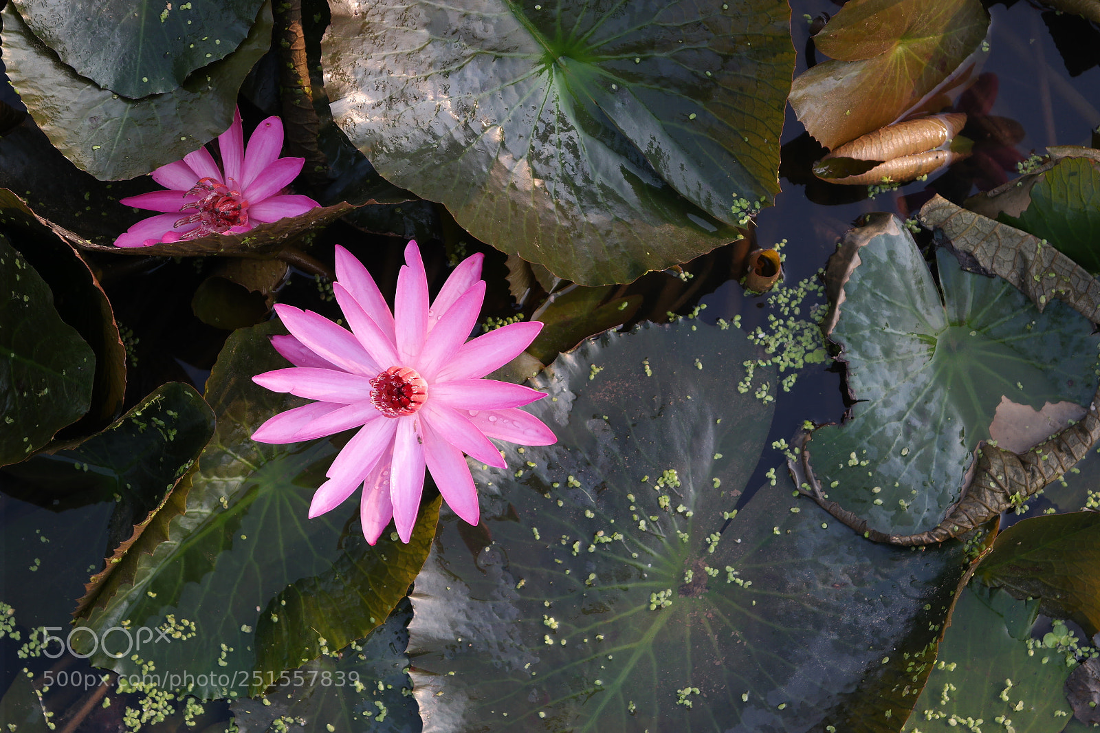 Samsung NX2000 sample photo. Its time to bloom photography