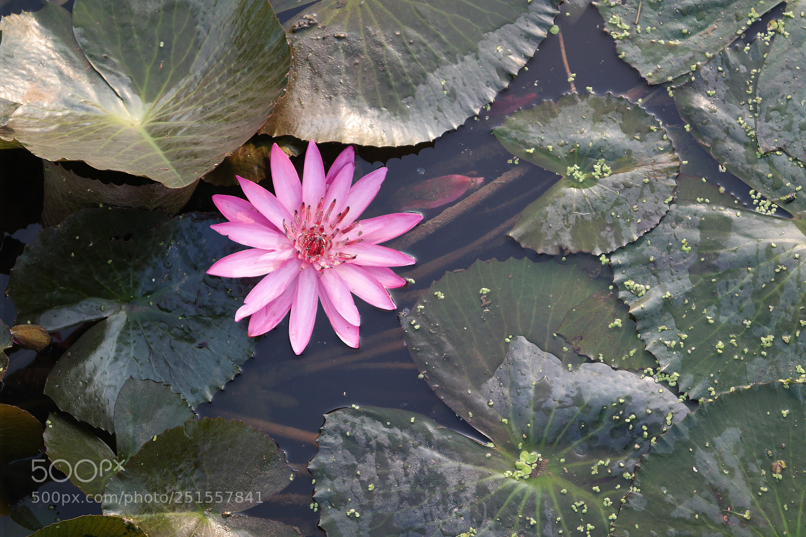 Samsung NX2000 sample photo. Its time to bloom photography