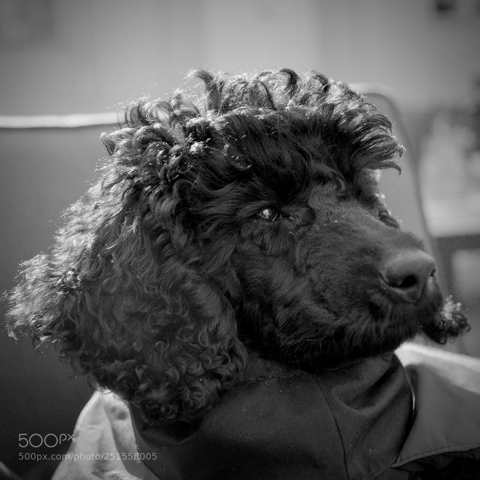 Nikon D7000 sample photo. Puppy photography