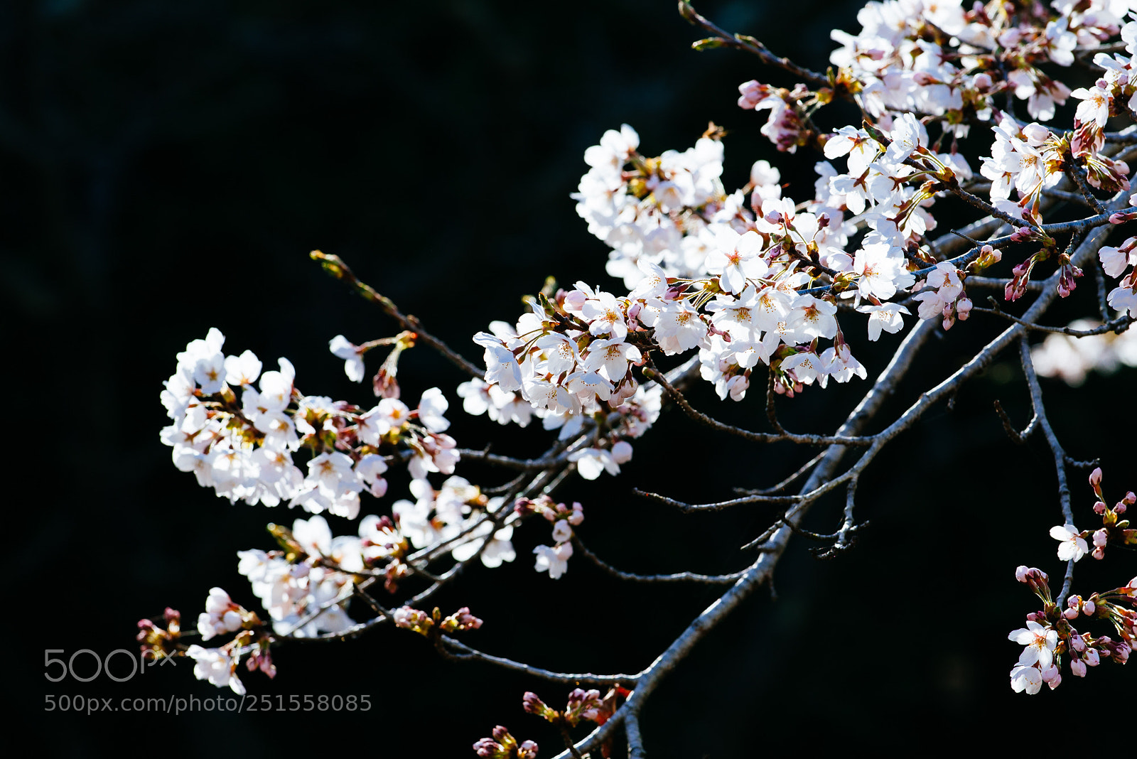 Nikon D610 sample photo. Cherri blossoms 2：桜 photography