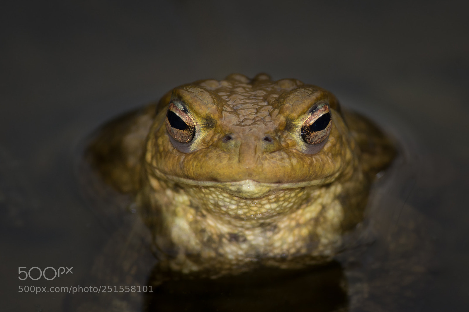 Nikon D7100 sample photo. Teichbewohner photography