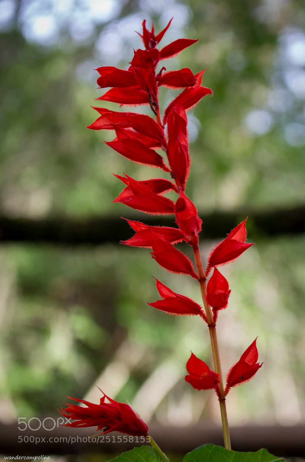 Canon EOS 700D (EOS Rebel T5i / EOS Kiss X7i) sample photo. Red flower photography