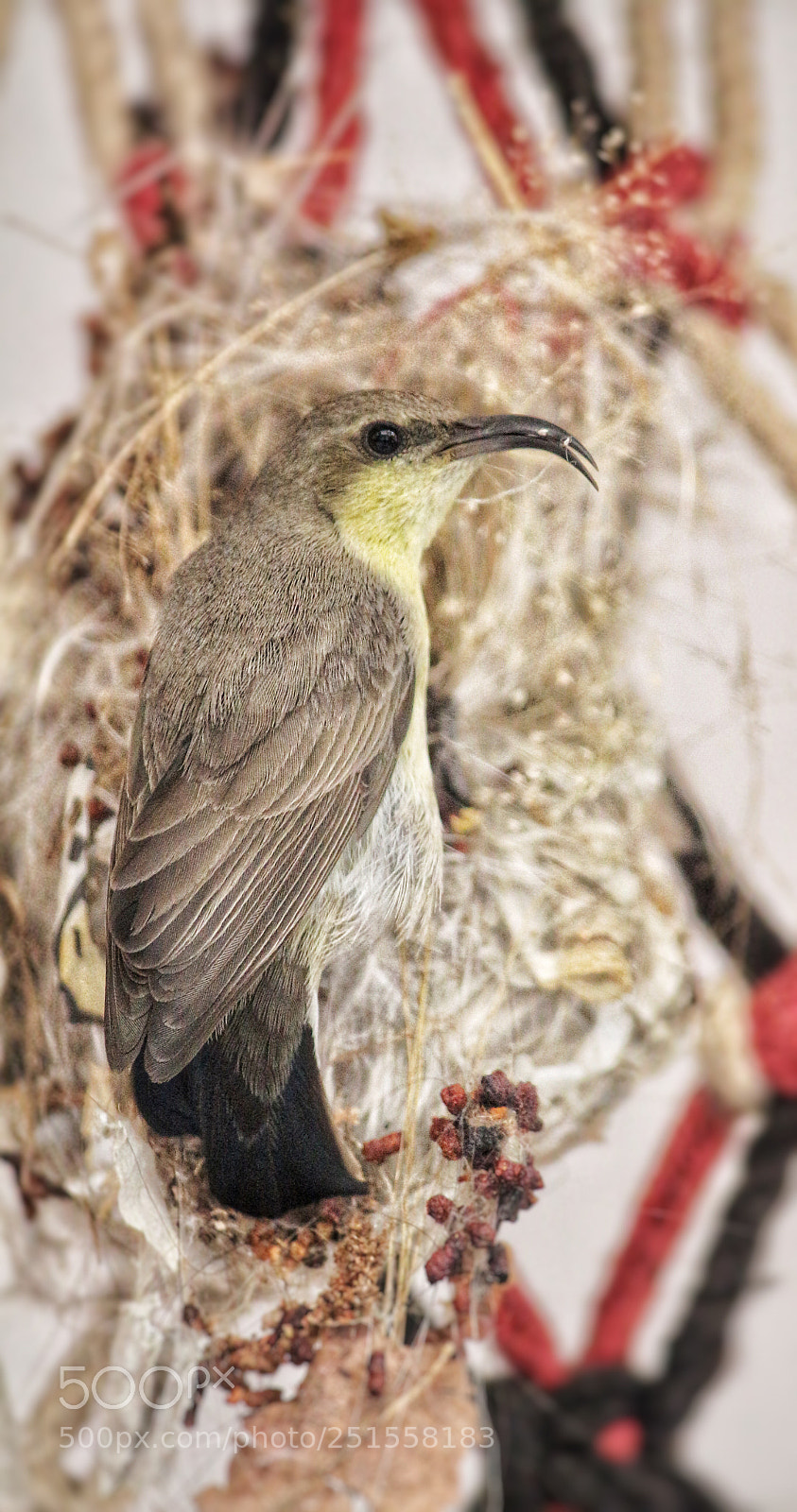 Canon EOS 700D (EOS Rebel T5i / EOS Kiss X7i) sample photo. Purple sunbird  photography
