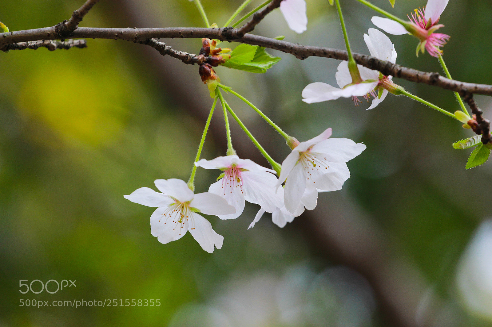 Canon EOS 60D sample photo. Cherry blossom photography