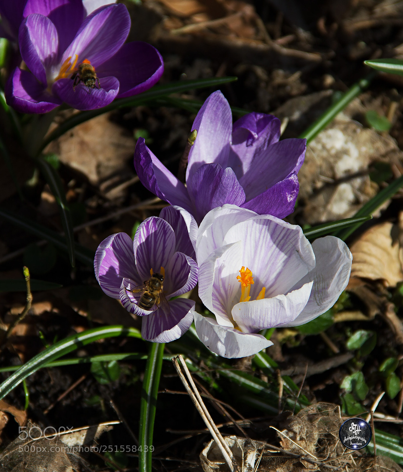 Canon EOS 60D sample photo. Springtime begin photography