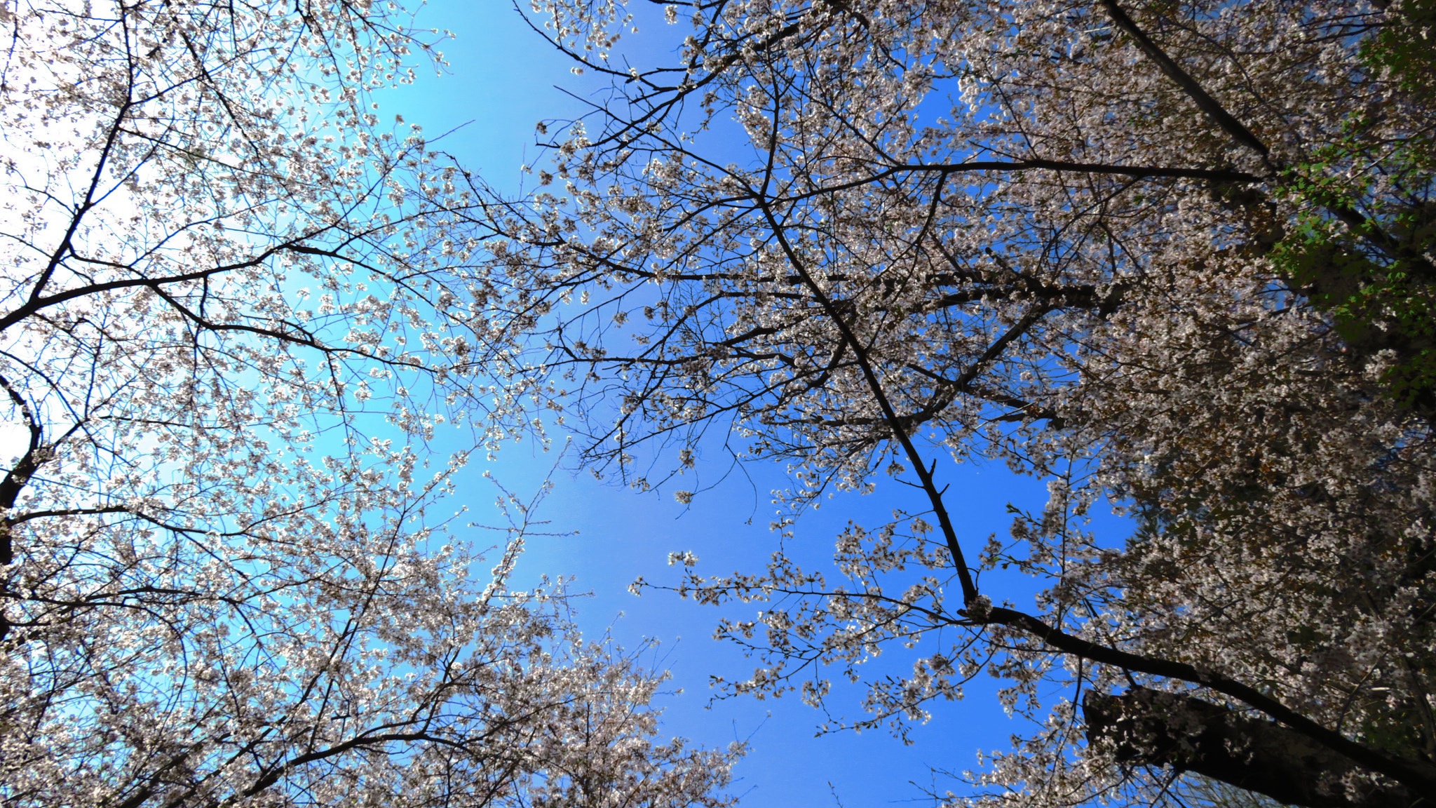 Canon PowerShot SX700 HS sample photo