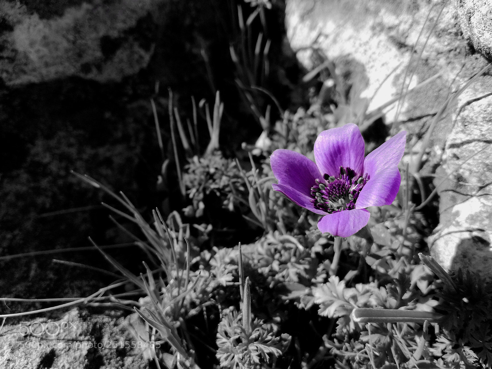 HUAWEI P9 LITE sample photo. Pink flower photography