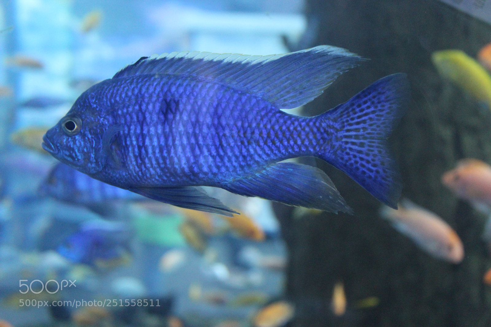 Canon EOS 1200D (EOS Rebel T5 / EOS Kiss X70 / EOS Hi) sample photo. Img photography