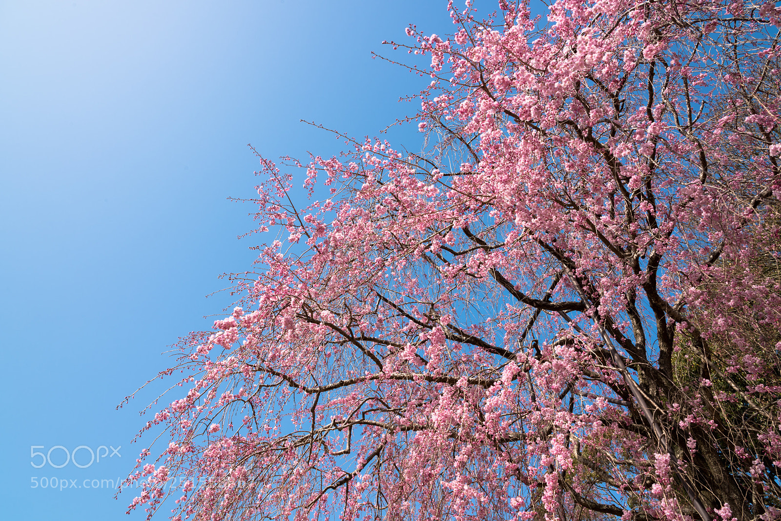 Nikon D810 sample photo. Sakura photography