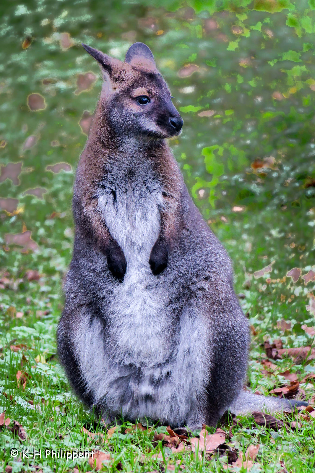 Canon PowerShot G3 X sample photo. Hofgeismar germany animal park photography