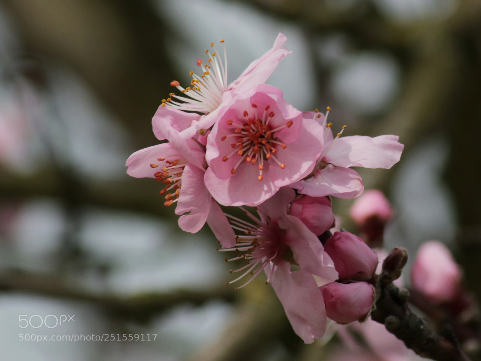 Canon EOS 750D (EOS Rebel T6i / EOS Kiss X8i) sample photo. Almond blossom photography
