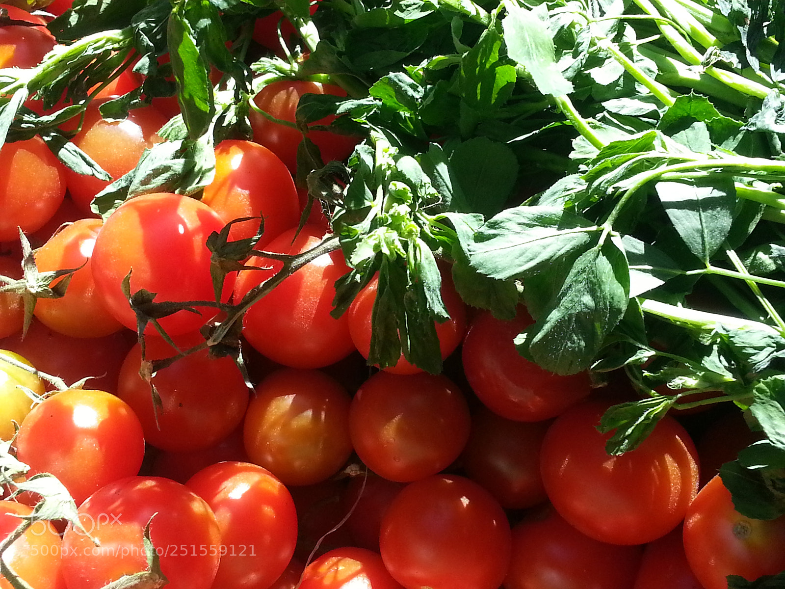 Samsung Galaxy Note2 sample photo. Fresh tomatoes photography