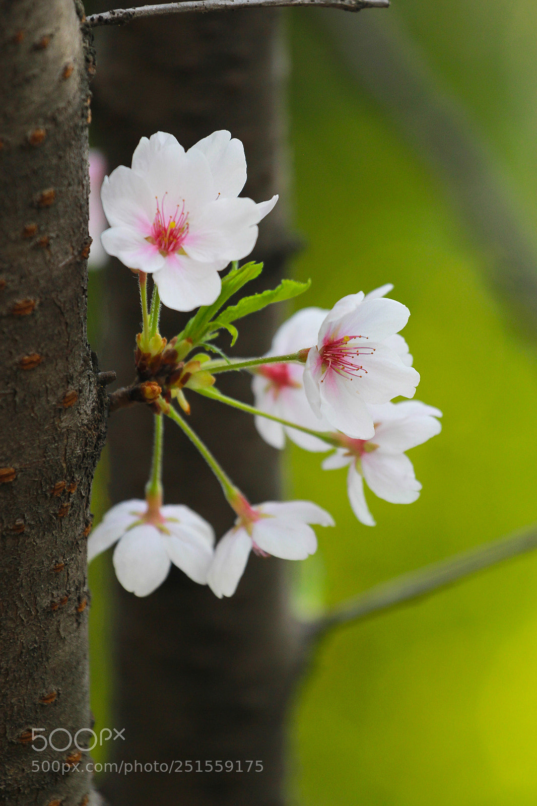Canon EOS 60D sample photo. Cherry blossom photography