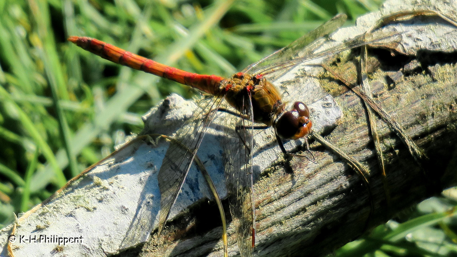 Canon PowerShot G3 X sample photo. Calden germany , karlsaue photography