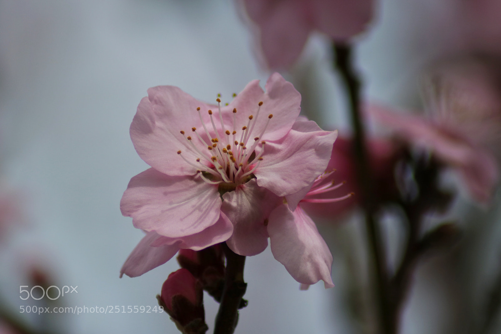 Canon EOS 750D (EOS Rebel T6i / EOS Kiss X8i) sample photo. Almond blossom part ii photography