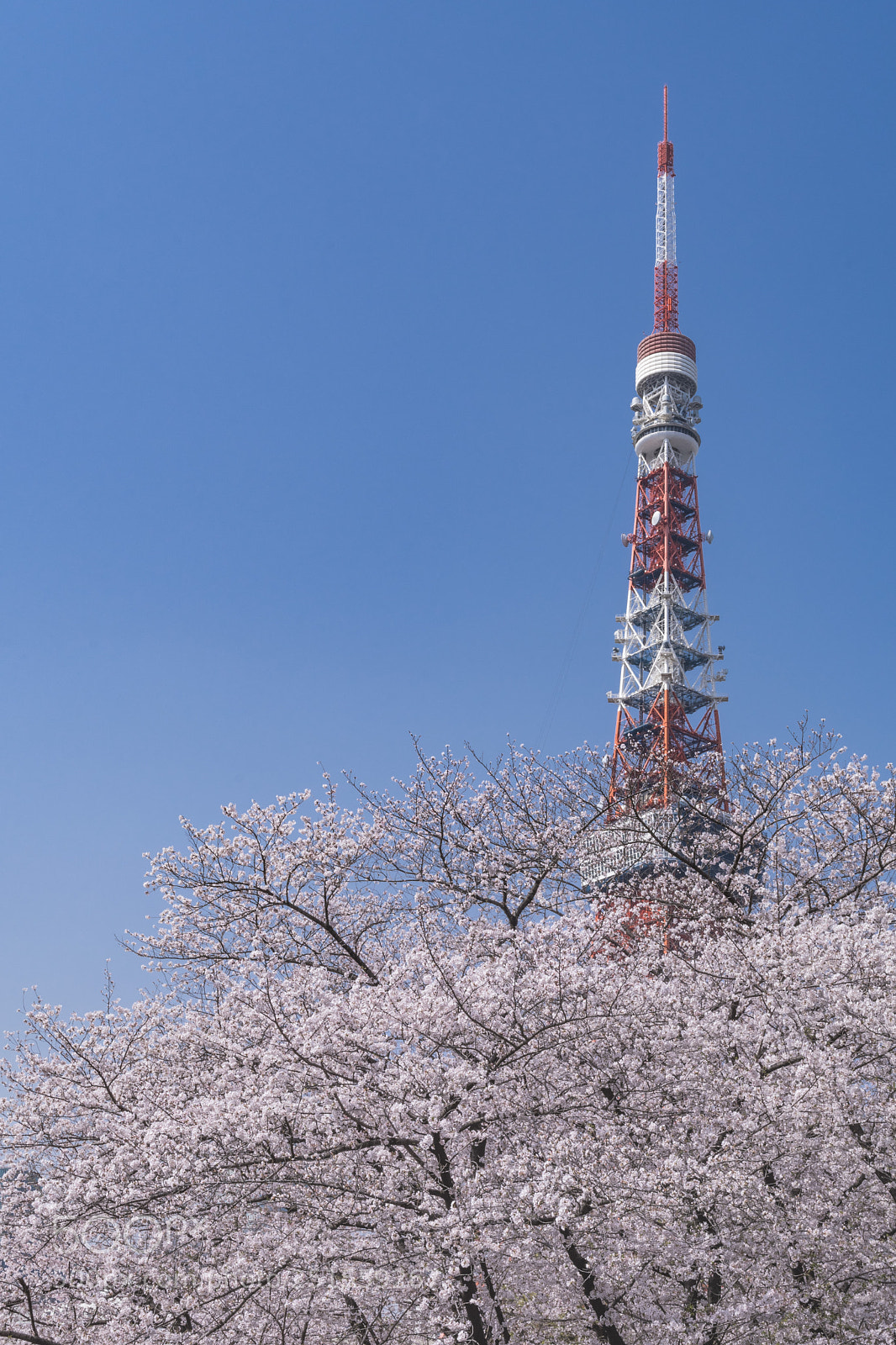 Nikon D500 sample photo. Tokyo tower photography