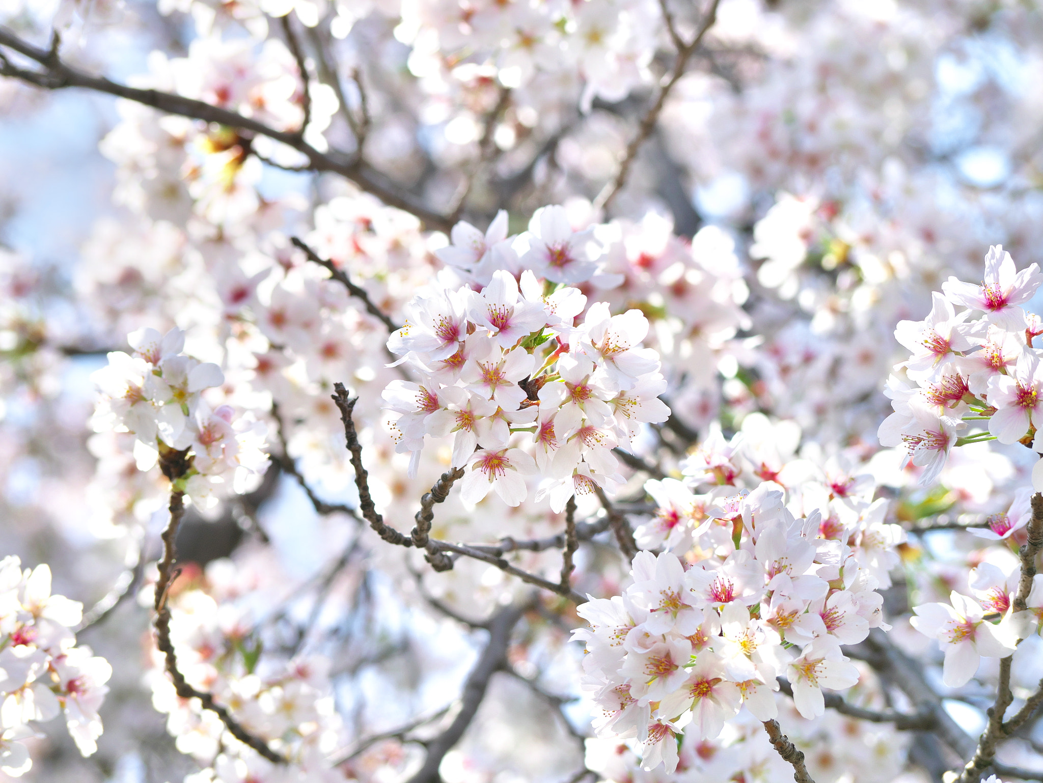 Panasonic Lumix DMC-GX85 (Lumix DMC-GX80 / Lumix DMC-GX7 Mark II) sample photo. The cherry blossom photography