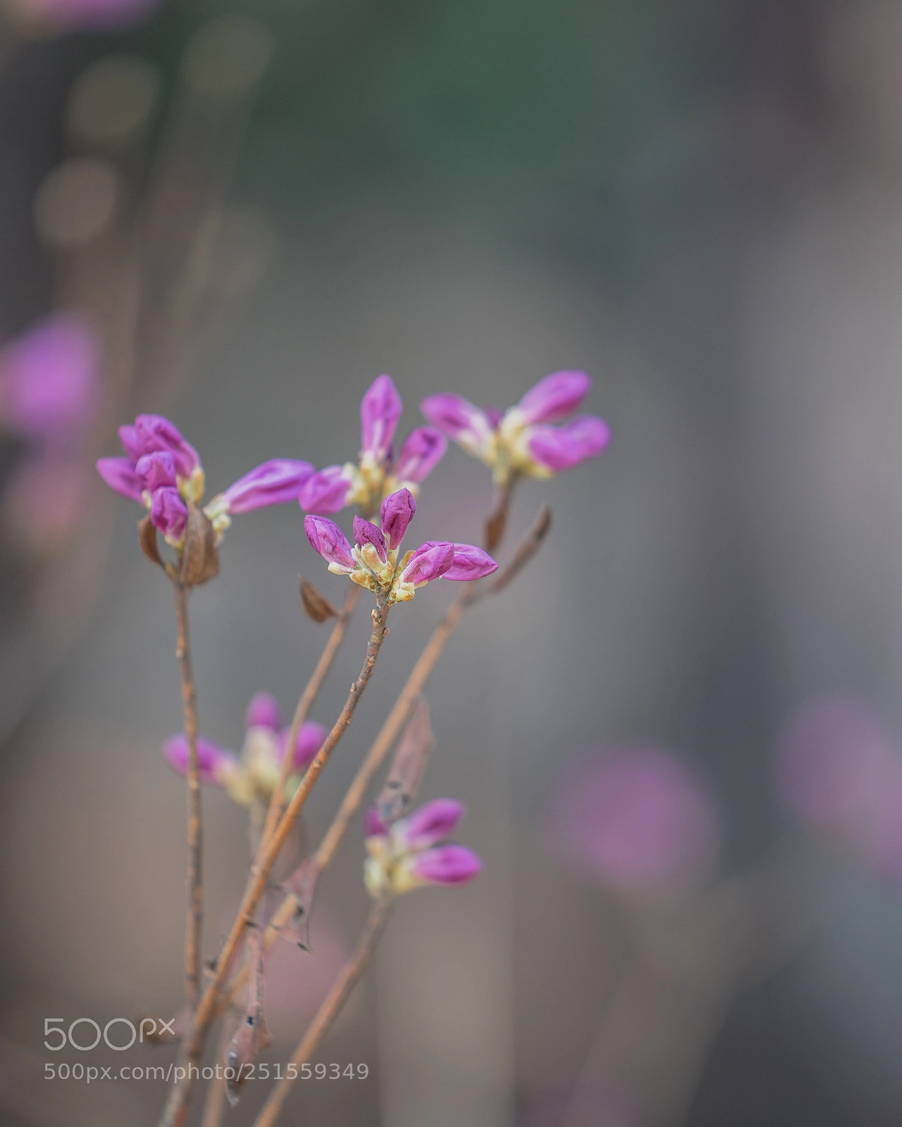 Sony a9 sample photo. It's getting spring photography