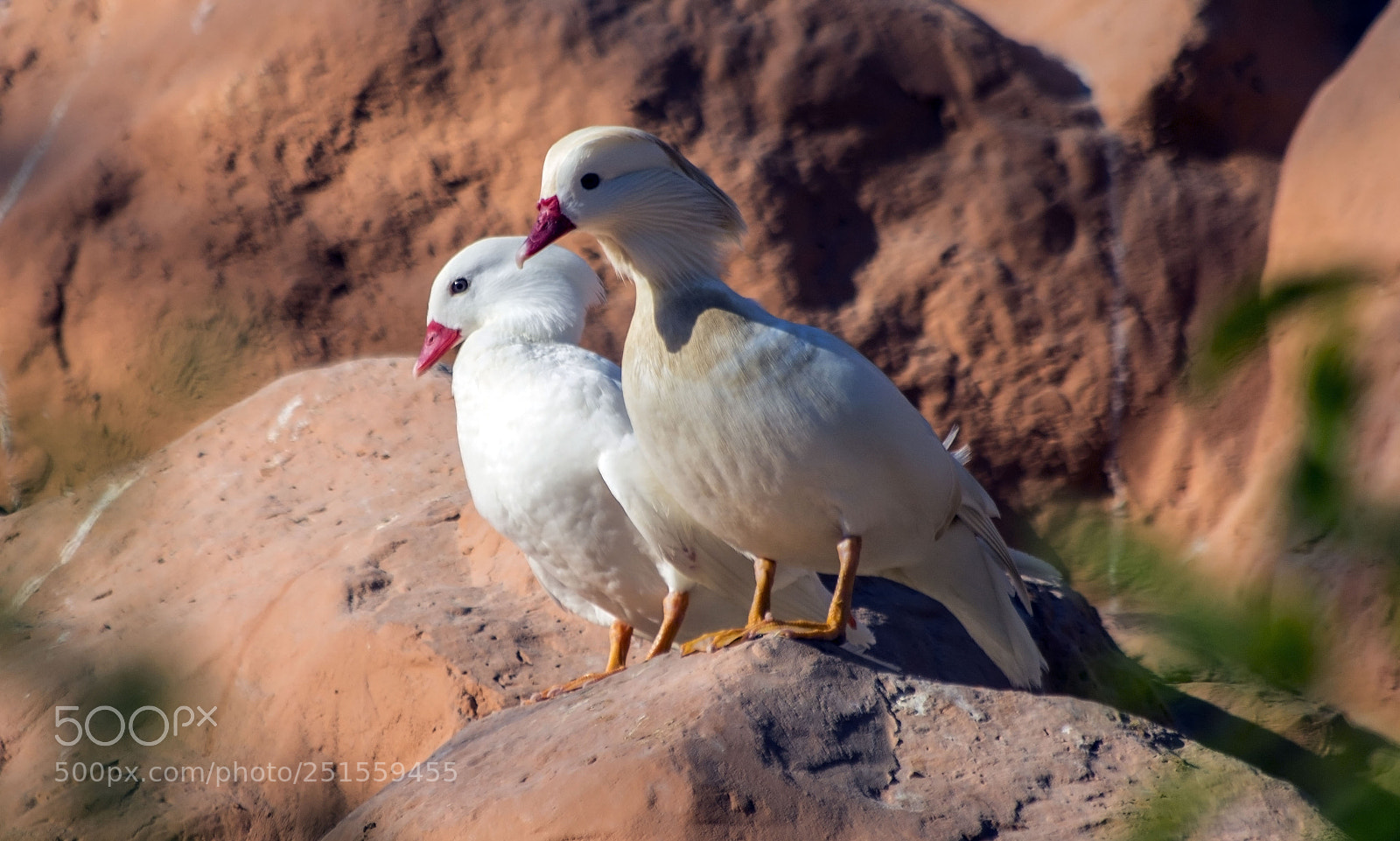 Canon EOS 6D Mark II sample photo. Love birds photography
