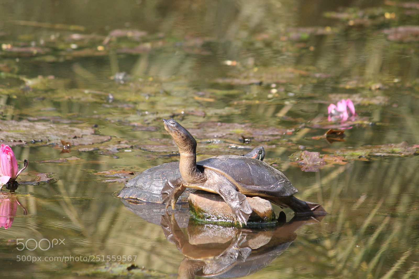 Canon EF-S 55-250mm F4-5.6 IS II sample photo. Festival,lighting,birds, photography