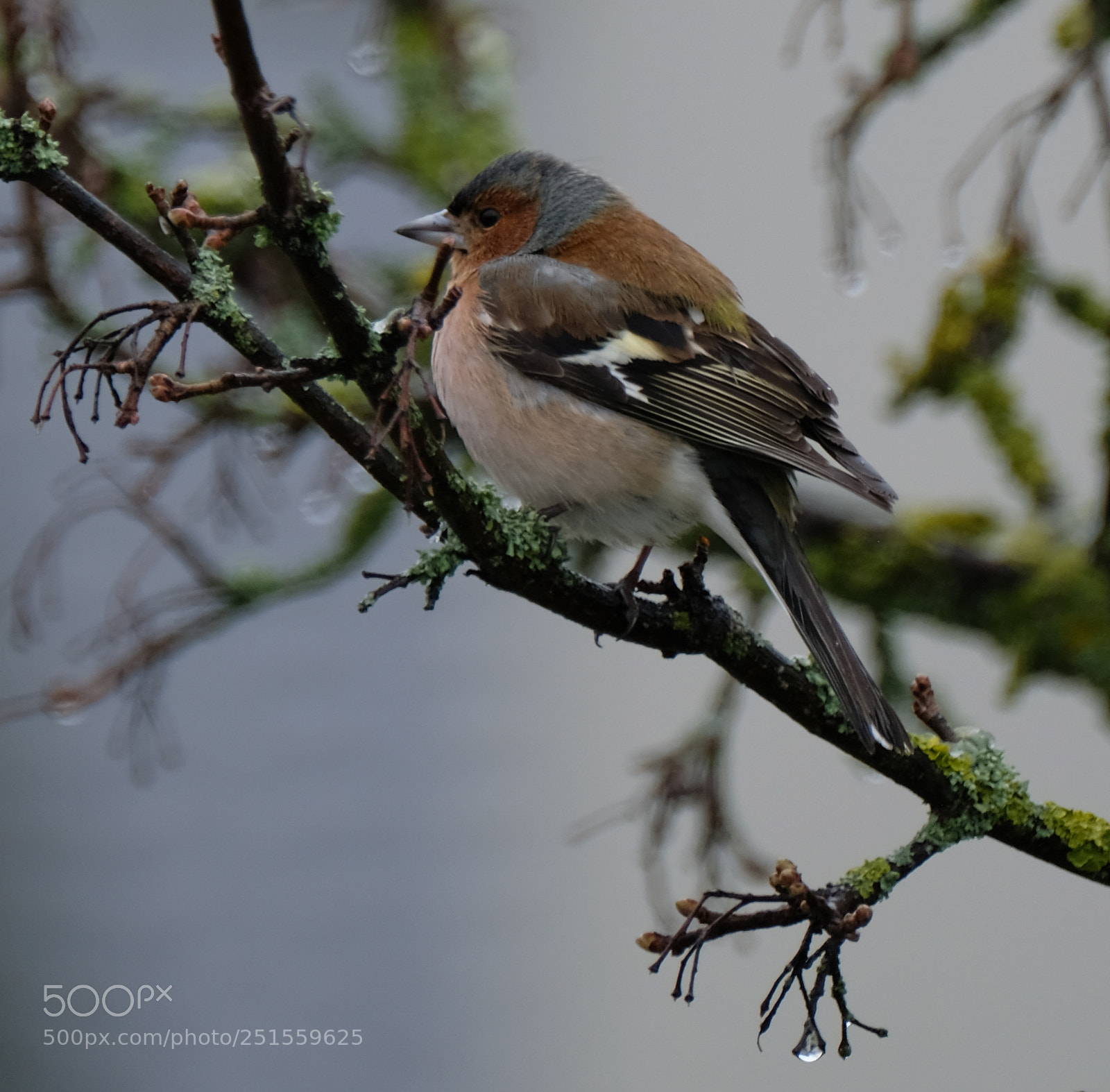 Fujifilm X-T2 sample photo. Chaffinch photography