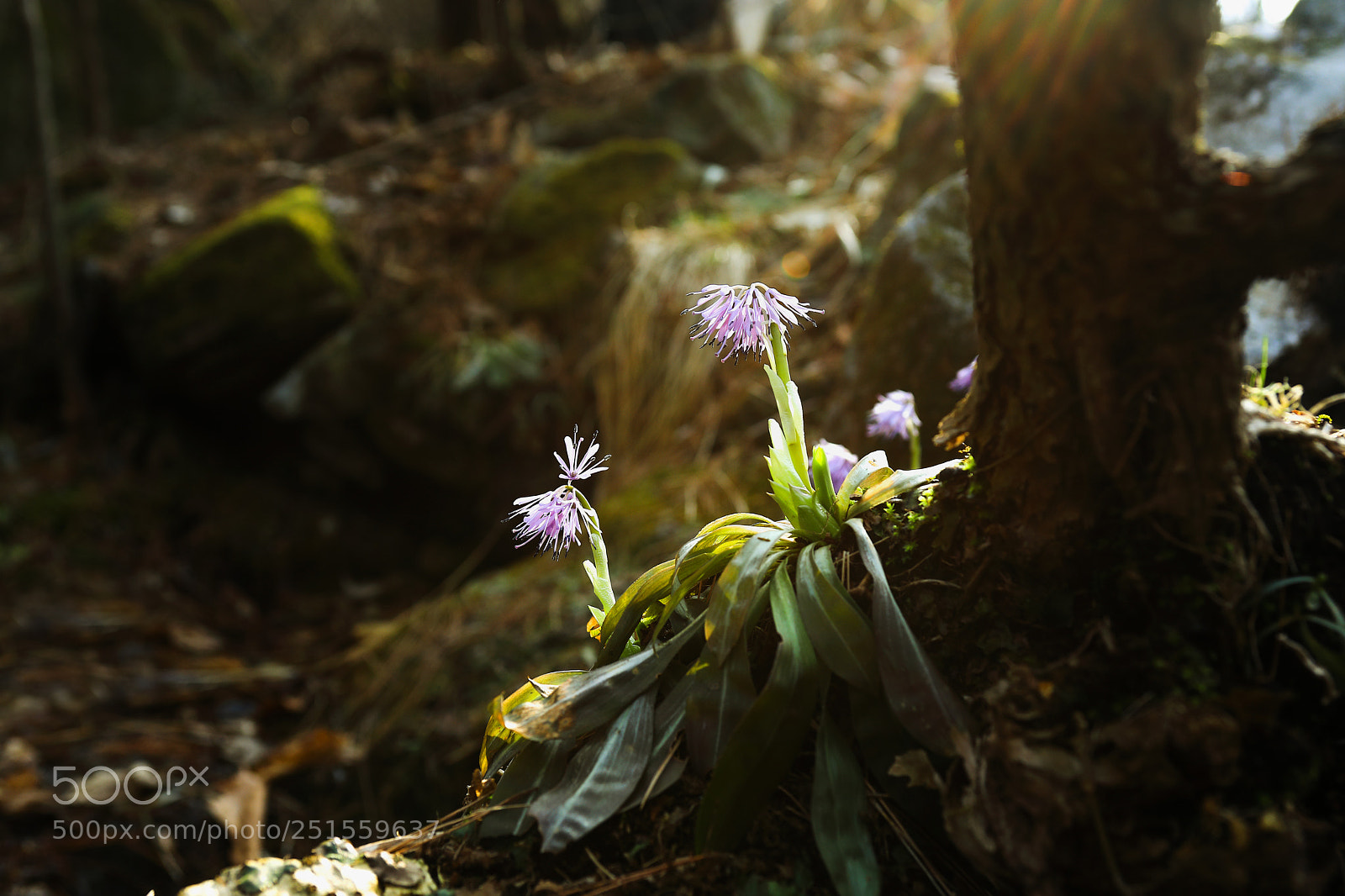 Canon EOS 5D Mark IV sample photo. Heloniopsis orientalis photography