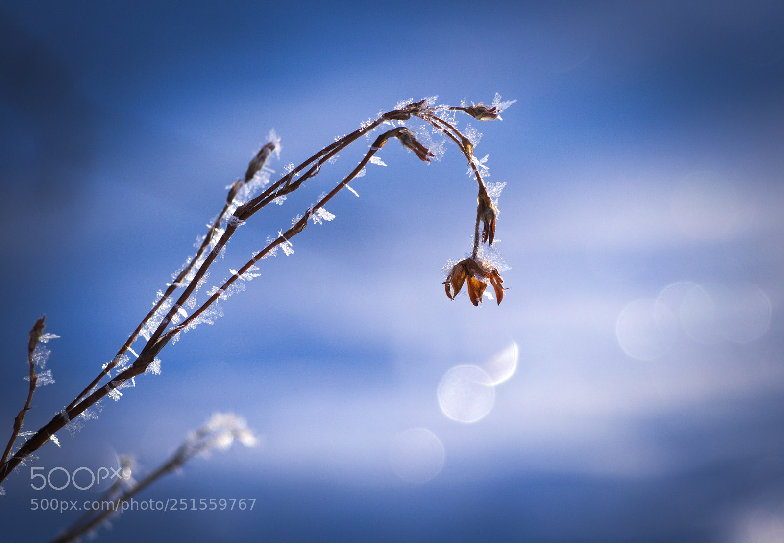 Olympus PEN E-PL5 sample photo. Frozen beauty photography