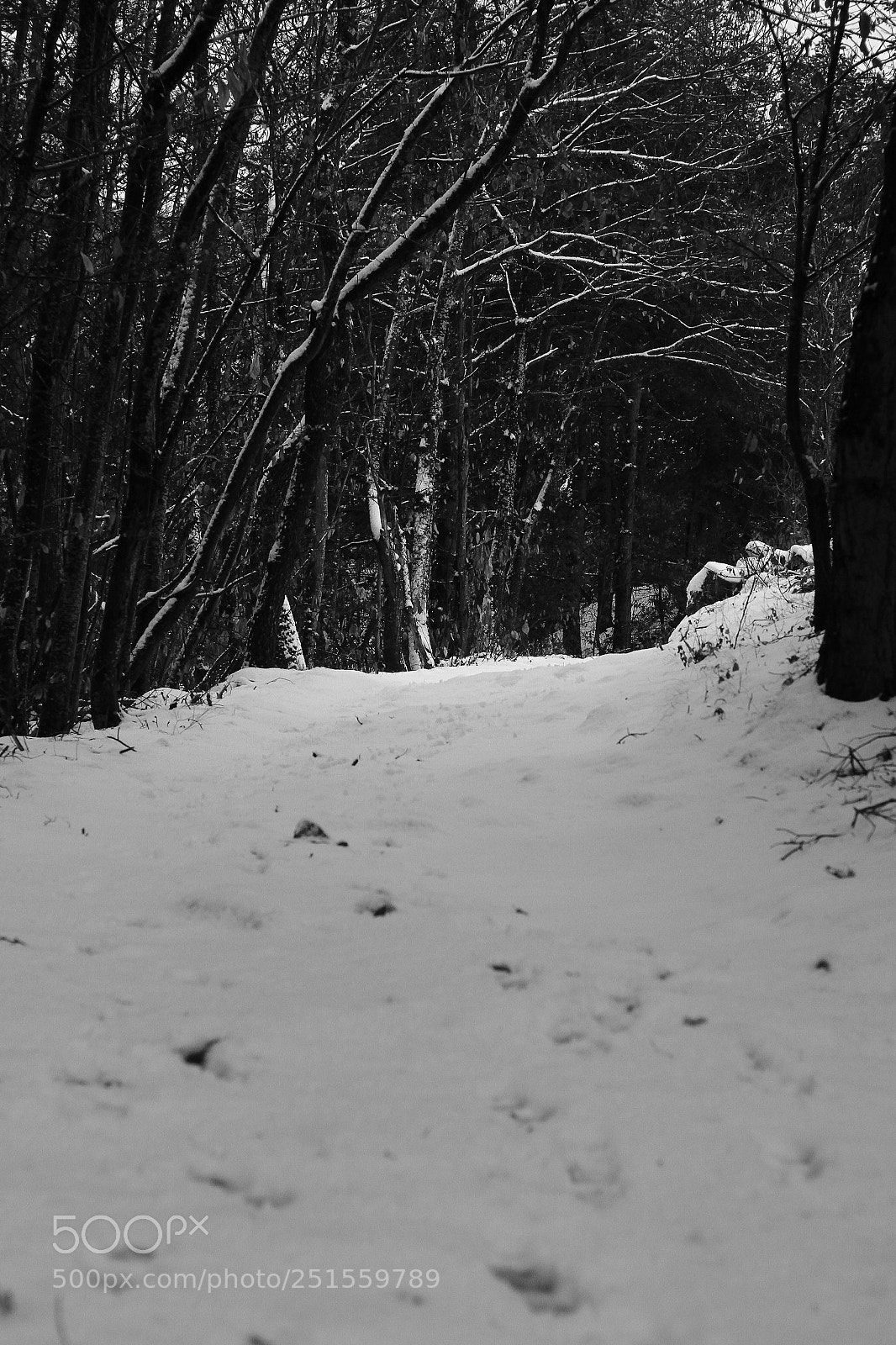 Canon EOS 7D sample photo. Le chemin photography