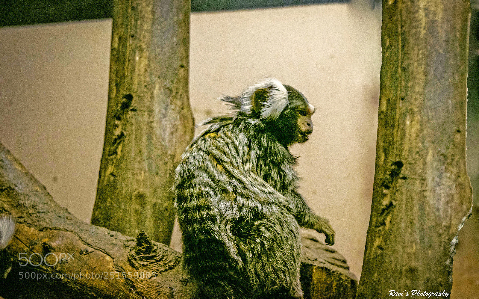 Nikon D5300 sample photo. Baby marmoset photography