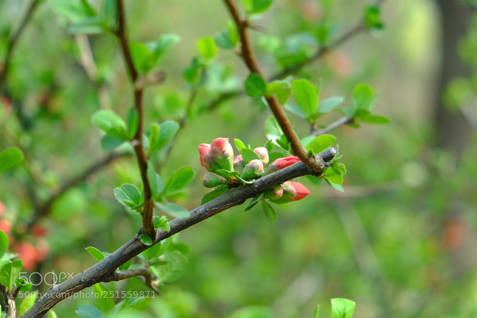 Fujifilm X-E2 sample photo. Spring photography