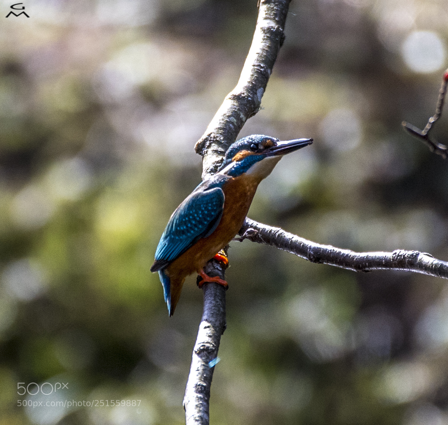 Nikon D5 sample photo. Kingfisher photography