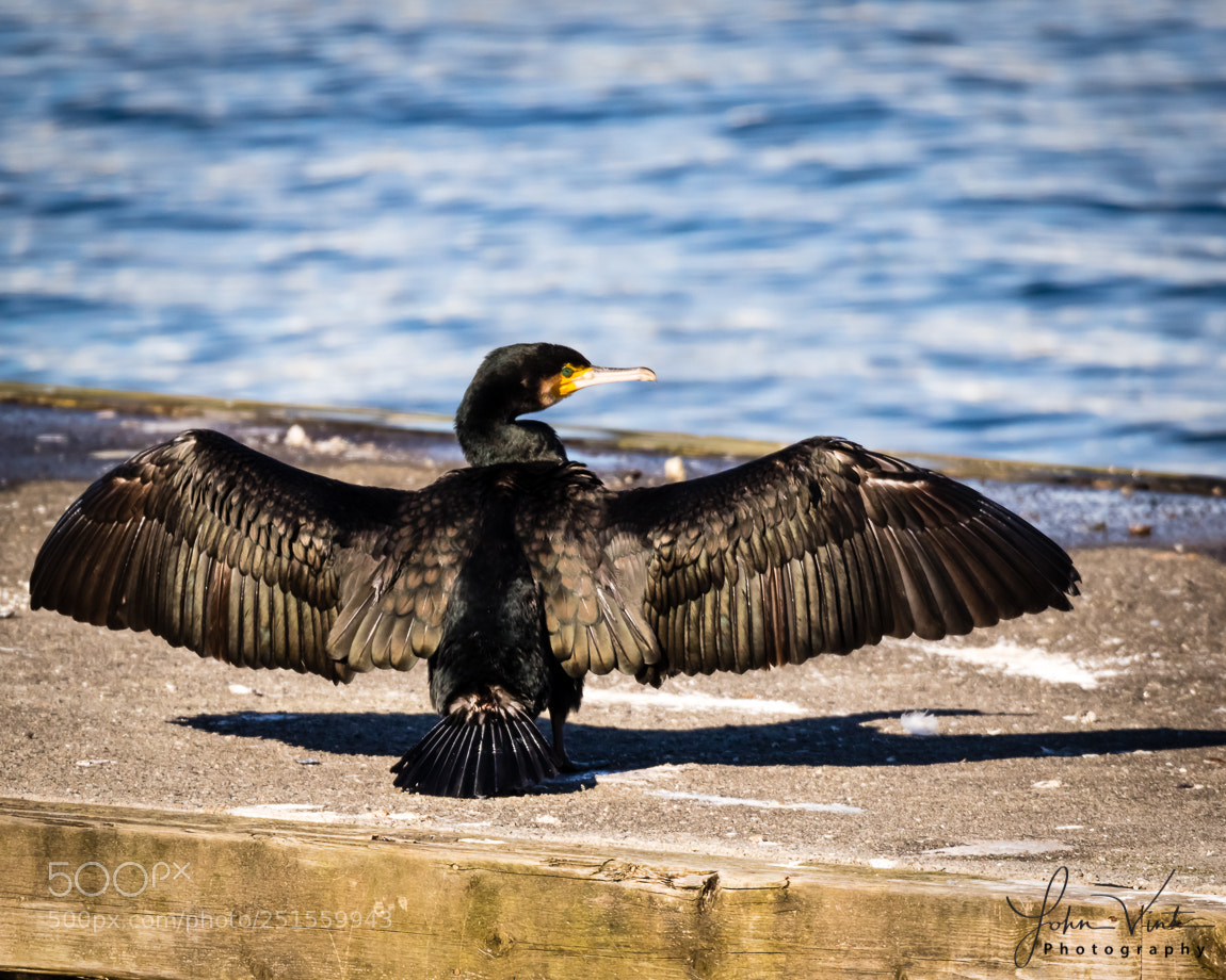 Canon EOS 7D Mark II sample photo. Warming my wings photography